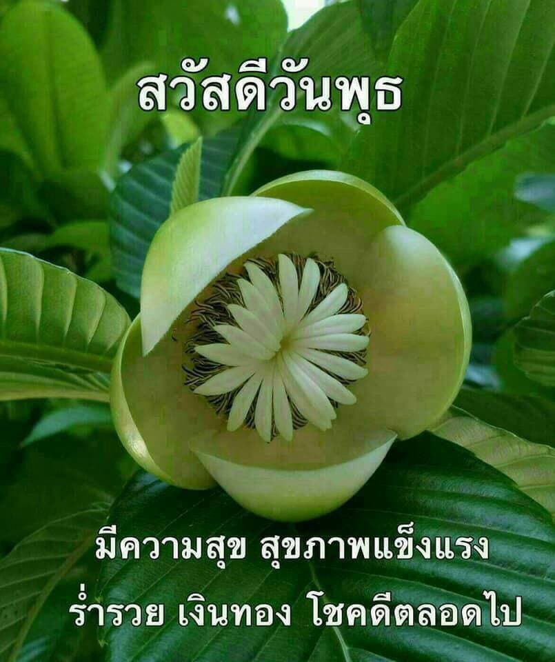 สวัสดีวันพุธ