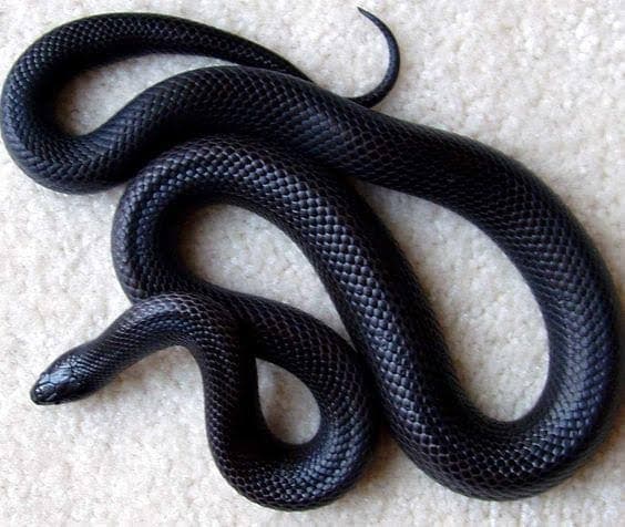 งูสีดำ