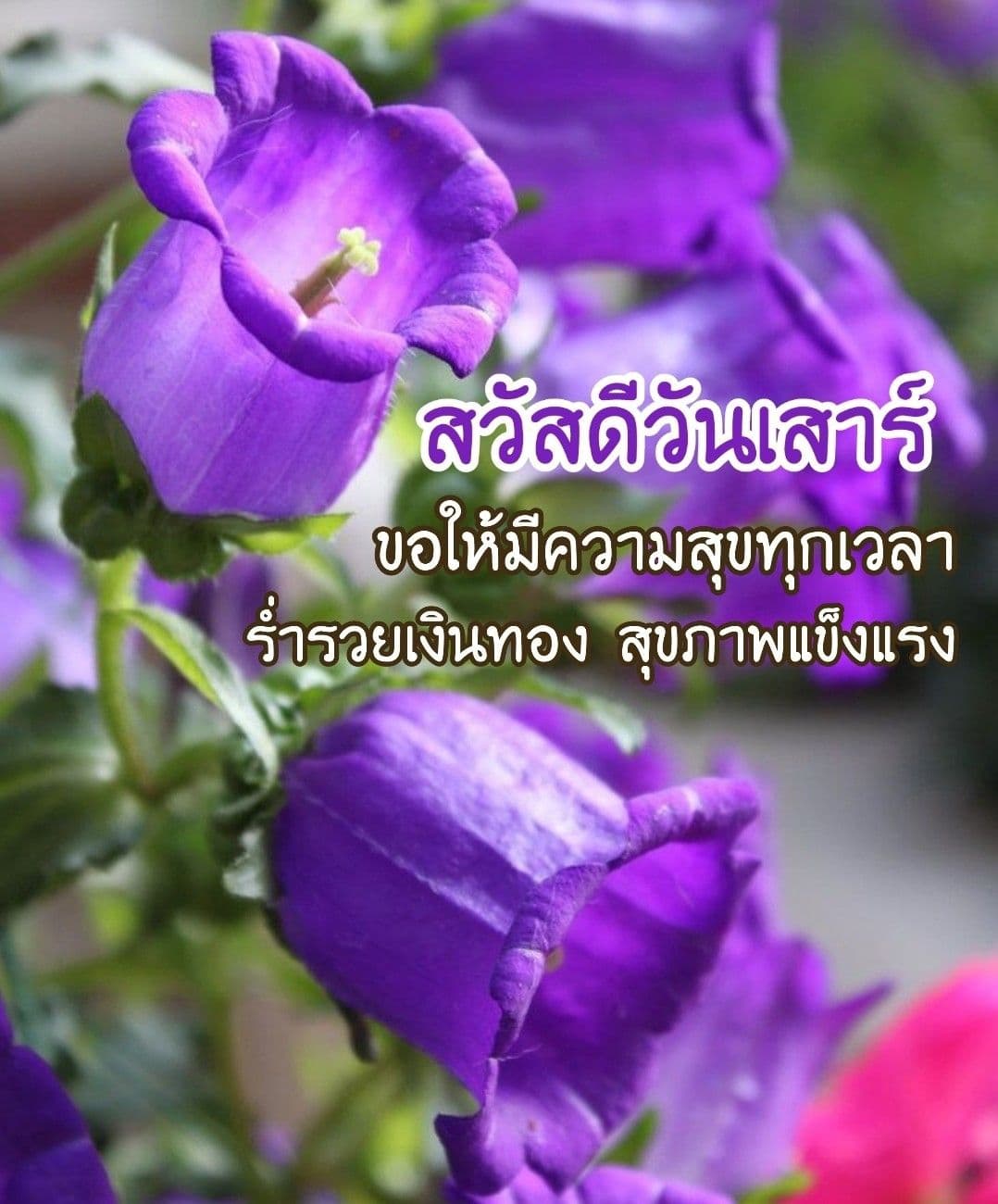 สวัสดีวันเสาร์