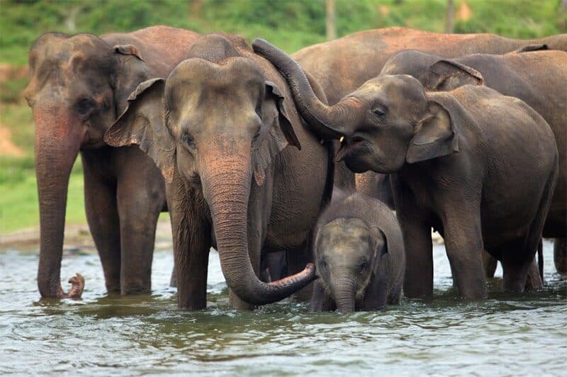 ช้างโคลงใหญ่