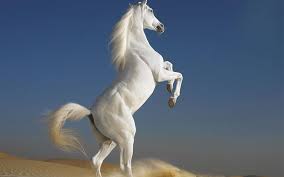 ม้าสีขาว 
